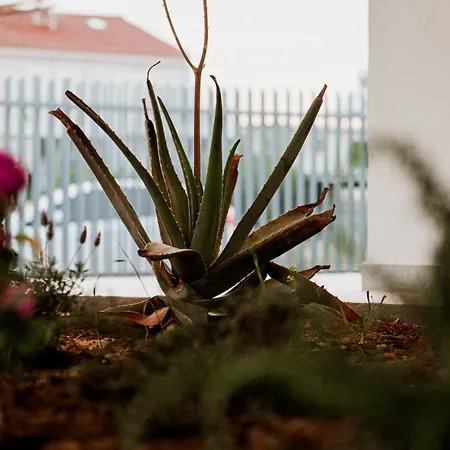 Japandi Iii Apartment